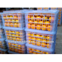 Best Quality Navel Orange